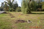 Посади дерево - спаси планету Волгоград Фото 58